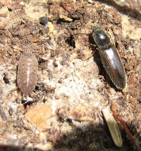 Elateridae: probabile Athous sp.